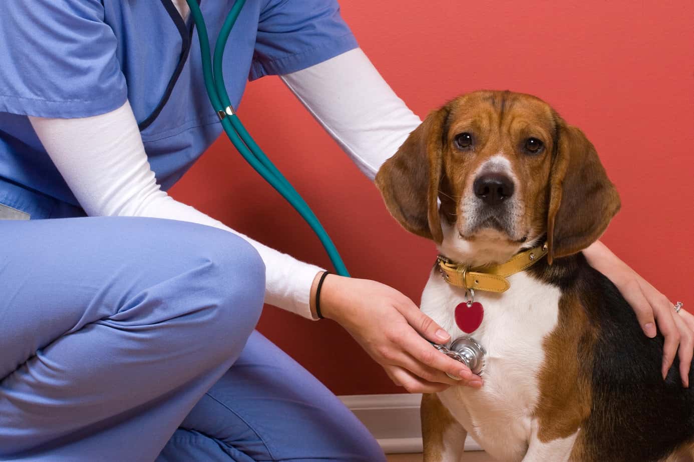 Veterinary offices
