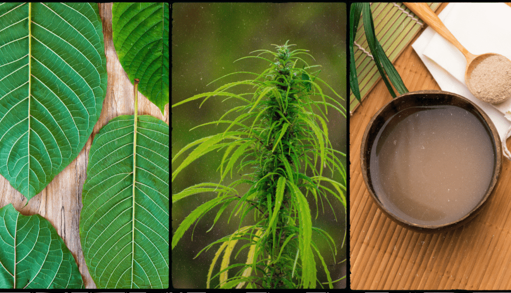 Kratom Vs CBD Vs Kava - 5 Incredible Differences Discussed