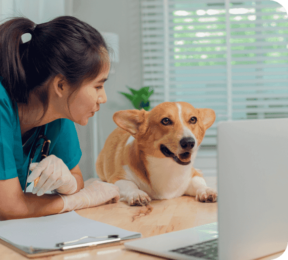 Efficient veterinary payment solutions by Host Merchant Services for seamless pet clinic transactions.